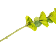 FLOARE ARTIFICIALA MOLECUCELLA