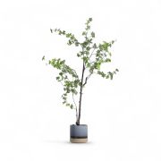 GHIVECI PLANTE INDUS