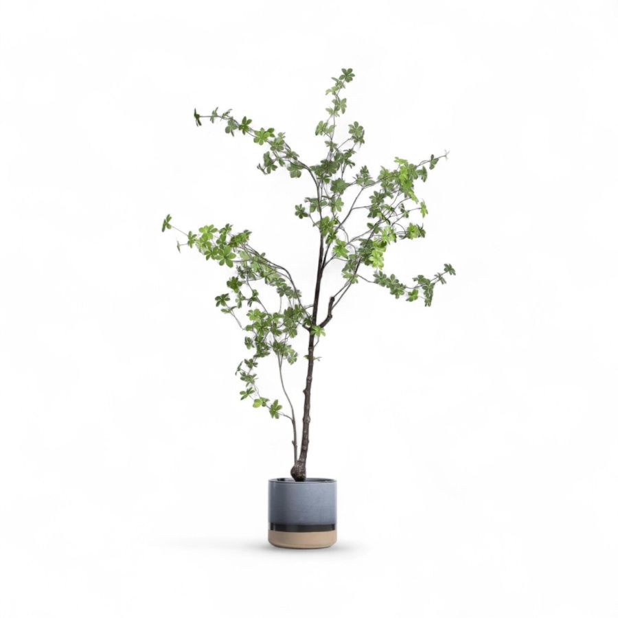 GHIVECI PLANTE INDUS